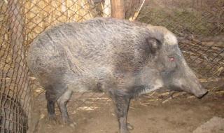 二代野猪养殖需要什么条件 野猪养殖场